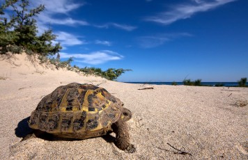 Incredibili incontri...